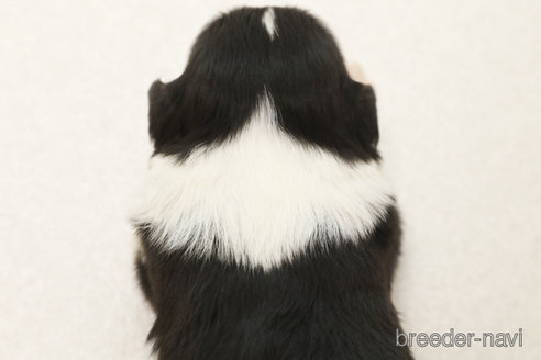 成約済の神奈川県のボーダーコリー-377303の3枚目